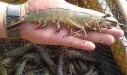 南美白对虾事件爆料最新,真相揭露与行业反思