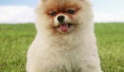 博美爆料新闻事件真相,揭开新闻事件背后真相